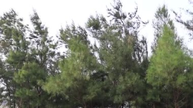 Rüzgarda sallanan dalları kırbaçla