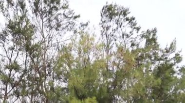 Rüzgarda sallanan dalları kırbaçla