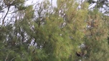 Rüzgarda sallanan dallar ve rüzgarda sallanan ağaçlar.