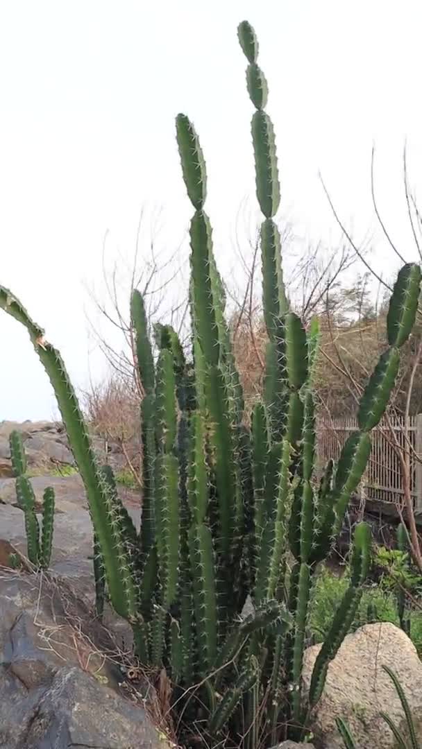 Kaktusově Zelená Kaktusová Rostlina Ostrými Trny Zelená Rostlina Která Třese — Stock video