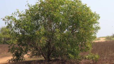 Yerdeki ağaç ve güzel doğa.