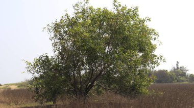 Yerdeki ağaç ve güzel doğa.