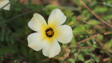 Bitkide sarı renk çiçek