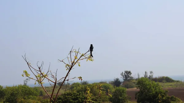 Black Drongo Seated Branch Tree Blur Background — Stockfoto