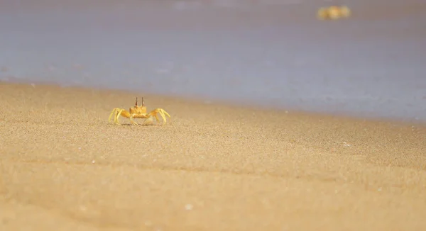 Krabbe Sand Strand — Stockfoto