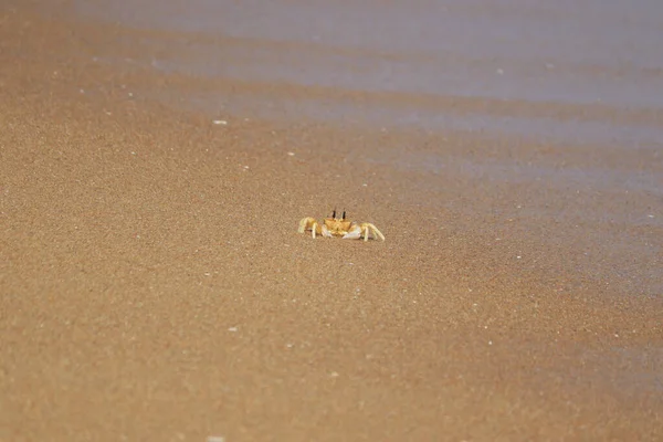 Crab Beach Sand — Stock Photo, Image