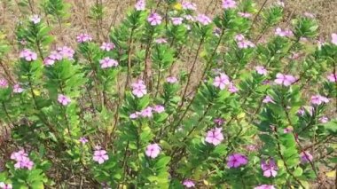 Madagascar Periwinkle Pink Flower in the plant. swaying in the wind