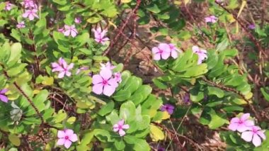 Madagascar Periwinkle Pink Flower in the plant. swaying in the wind