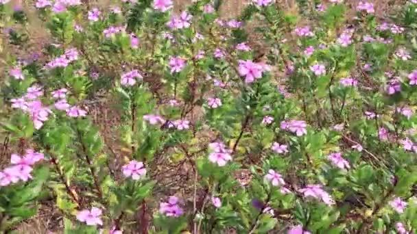 Madagascar Periwinkle Pink Flower Plant Swaying Wind — Stockvideo