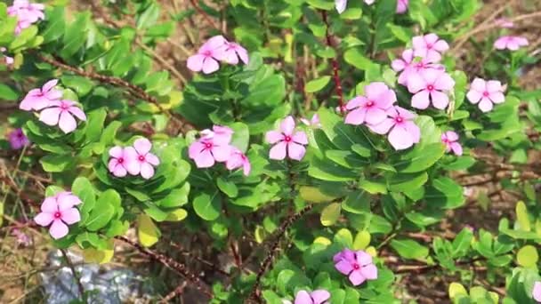 Madagascar Periwinkle Pink Flower Plant Swaying Wind — Vídeos de Stock