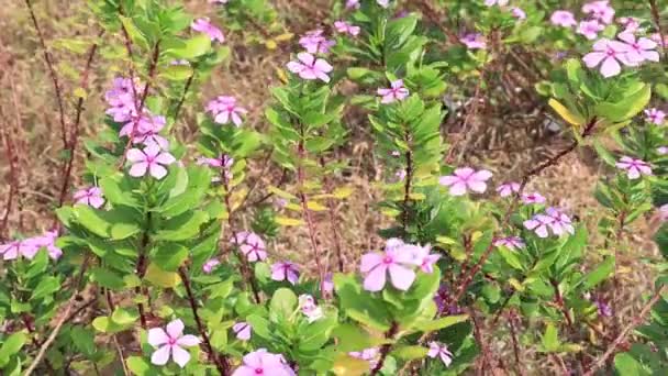 Madagascar Periwinkle Pink Flower Plant Swaying Wind — Vídeos de Stock
