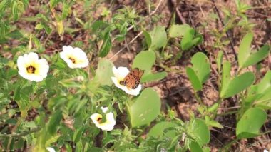 yellow color flower in the plant and beautiful nature