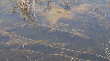 water pond and some insects