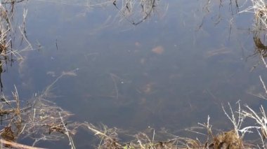 water pond and some insects