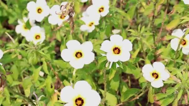 Yellow Color Flower Plant Swaying Wind — Video Stock