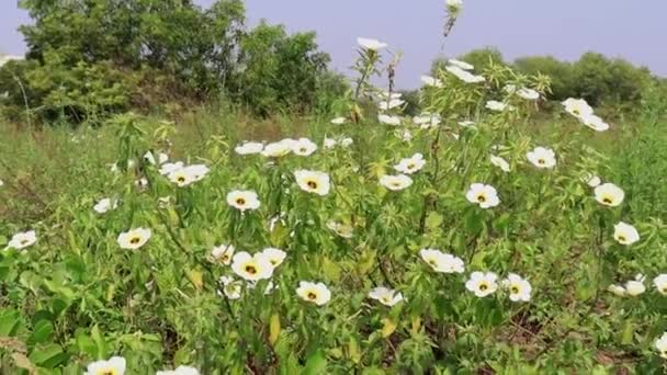 Yellow Color Flower Plant Beautiful Nature — Stock Video