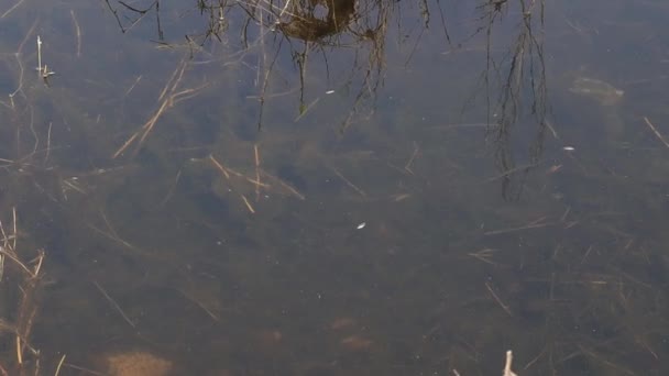 Water Pond Some Insects — Stockvideo