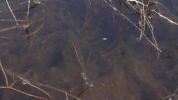 Water Pond Some Insects — Stockvideo