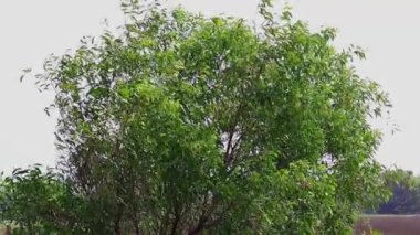 tree swaying in the wind