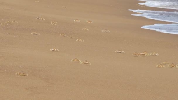 Crab Herd Sand Beach Running Playing Here — Stock Video