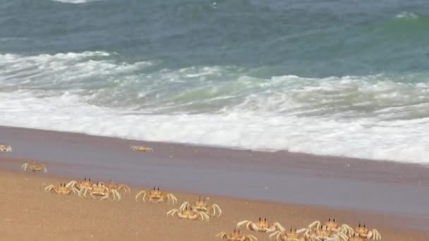 Crabs Ocean Wave Running Playing Here Reveals Its Majesty — Stock Video