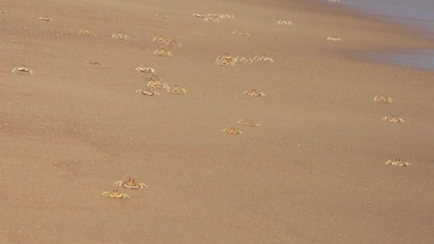 Crab Herd Sand Beach Running Playing Here — Stockvideo