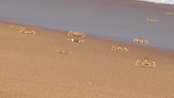 아름다운 모래에 광견병 게들은 바다에서 달리고 — 비디오