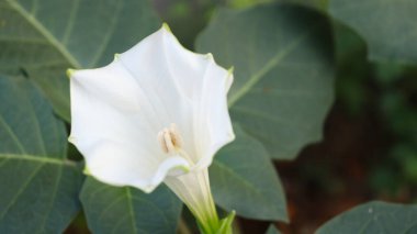 Bitkinin arka planında bulanık yeşil yapraklı beyaz trompet çiçeği
