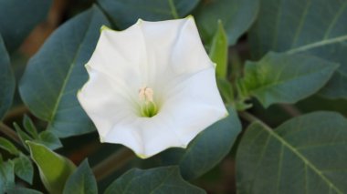 Bitkinin arka planında bulanık yeşil yapraklı beyaz trompet çiçeği