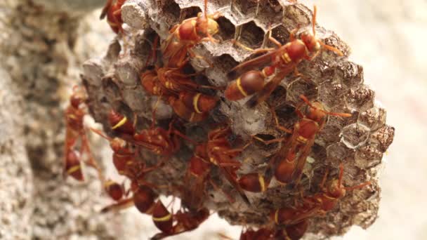 Wasps Flyttar Hit Och Dit Getingboet Geting Ropalidia Marginata Det — Stockvideo