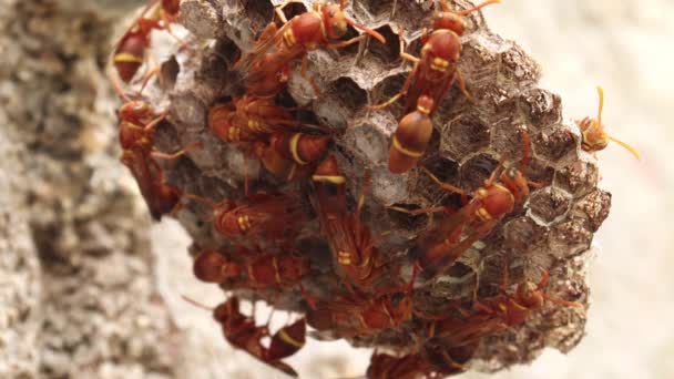 Eşek Arıları Arı Kovanına Girip Çıkıyorlar Eşek Arısı Ropalidia Marginata — Stok video