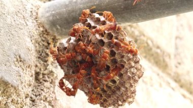 Eşek arıları arı kovanına girip çıkıyorlar. Eşek arısı (Ropalidia marginata) Eski Dünya kağıt eşekarısı cinsinin bir türüdür..