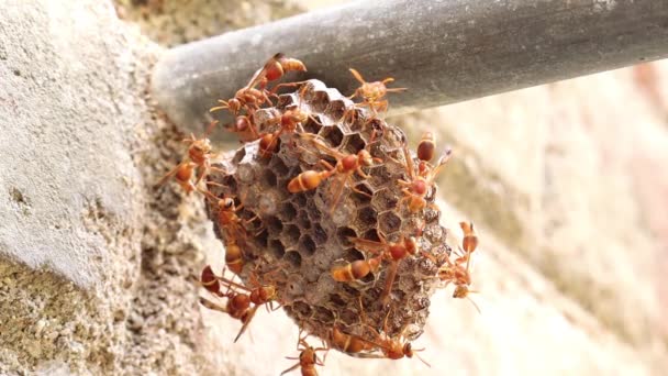 黄蜂在蜂窝里到处乱跑 Ropalidia Marginata 黄色内衬纸是旧大陆纸蜂属的一种黄蜂 — 图库视频影像