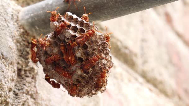 말벌은 말벌의 둥지에서 여기저기를 합니다 Ropalidia Marginata 종이는 구세계 Wasp — 비디오