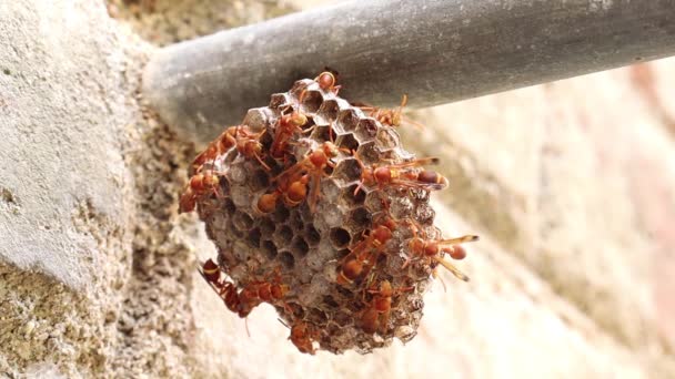 Wasps Flyttar Hit Och Dit Getingboet Geting Ropalidia Marginata Det — Stockvideo