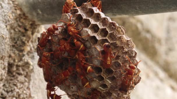 Wasps Flyttar Hit Och Dit Getingboet Geting Ropalidia Marginata Det — Stockvideo