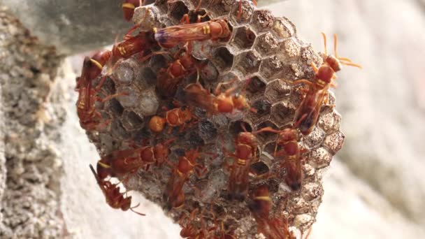 Eşek Arıları Arı Kovanına Girip Çıkıyorlar Eşek Arısı Ropalidia Marginata — Stok video