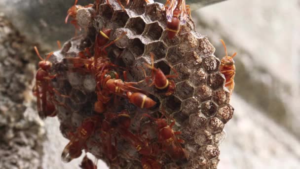 黄蜂在蜂窝里到处乱跑 Ropalidia Marginata 黄色内衬纸是旧大陆纸蜂属的一种黄蜂 — 图库视频影像