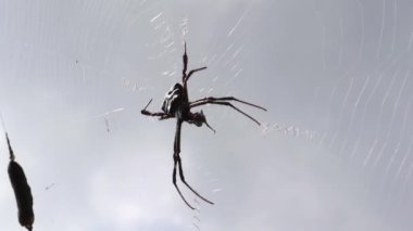 Örümcek ağın ortasında avını yiyordu. Loş gökyüzünün arkaplanına karşı