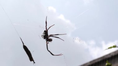 Örümcek ağın ortasında avını yiyordu. Loş gökyüzünün arkaplanına karşı