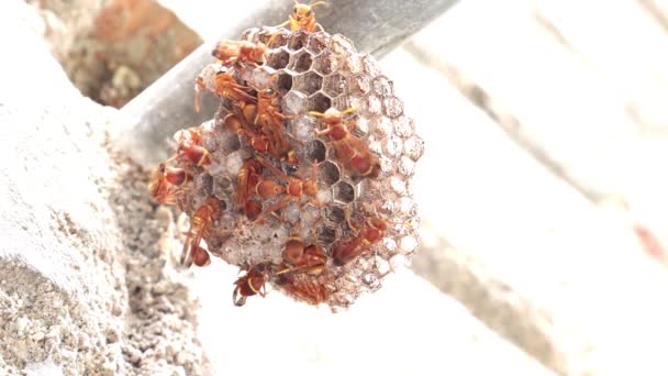 Wespen Bewegen Hier Daar Het Wespennest Wesp Ropalidia Marginata — Stockvideo
