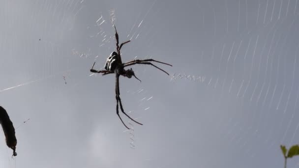 Spindeln Äter Byten Mitt Nätet Mot Bakgrund Dunkel Himmel — Stockvideo