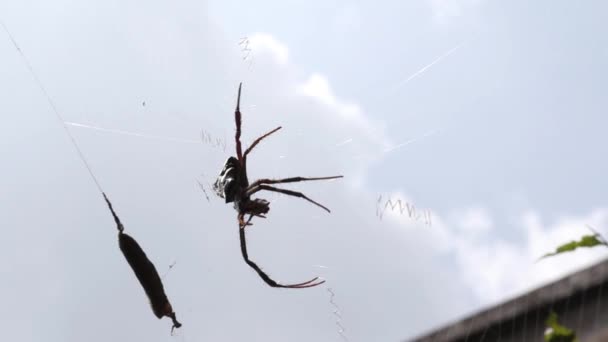 クモは巣の真ん中で獲物を食べる 薄暗い空を背景に — ストック動画