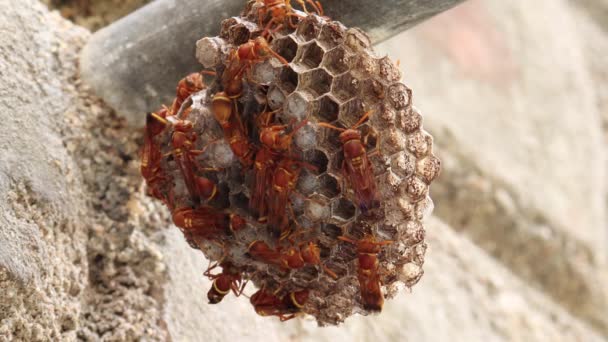 Wespen Bewegen Hier Daar Het Wespennest Wesp Ropalidia Marginata — Stockvideo