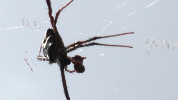 Aranha Come Presas Meio Teia Contra Pano Fundo Céu Escuro — Vídeo de Stock