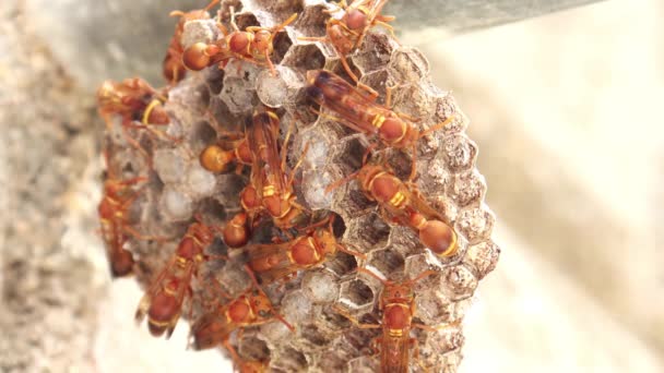 黄蜂在蜂窝里到处乱跑 Ropalidia Marginata — 图库视频影像