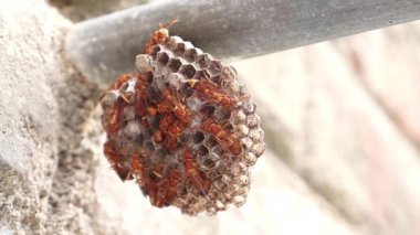 Eşek arıları arı kovanına girip çıkıyorlar. Eşek arısı (Ropalidia marginata)