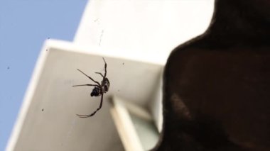 Örümcek ağın ortasında avını yiyordu. Loş gökyüzünün arkaplanına karşı