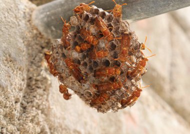 Arı kovanında duran eşek arıları. Sarı çizgili kağıt eşekarısı (Ropalidia marginata) loş arka planlı