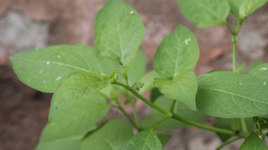 Güzel bitki. bulanık arkaplan